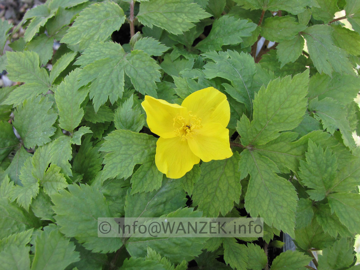 Hylomecon japonicum 02.JPG